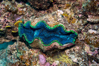 Tridacna derasa (Smooth Giant Clam)