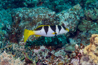Plectropomus laevis (Blacksaddle Coral Grouper)