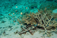 Dascyllus reticulatus (Reticulated Dascyllus)