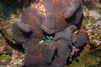 Stichodactyla mertensii (Merten's Carpet Anemone)