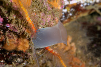 Kellia laperousii (Smooth Kelly Clam)