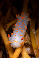 Triopha catalinae (Catalina Triopha)