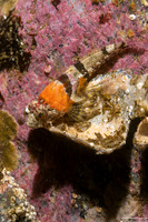 Artedius corallinus (Coralline Sculpin)