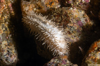Eupentacta quinquesemita (White Sea Cucumber)