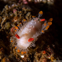 Limacia cockerelli (Cockerell's Dorid)