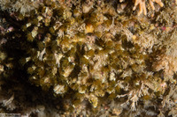 Dodecaceria pacifica (Colonial Tube Worm)