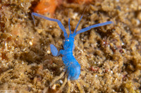 Podocerus cristatus (Podocerus cristatus)