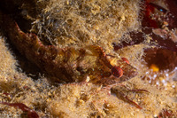 Gibbonsia montereyensis (Crevice Kelpfish)