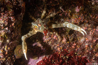 Scyra acutifrons (Sharpnose Crab)