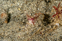 Pandalus danae (Dock Shrimp)