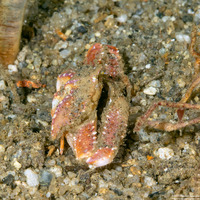 Latulambrus occidentalis (Sandflat Elbow Crab)