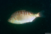 Hypsurus caryi (Rainbow Seaperch)