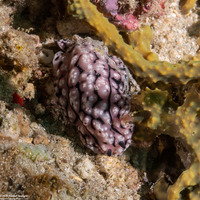 Phyllidiopsis fissurata (Phyllidiopsis Fissurata)