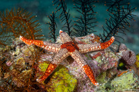 Fromia monilis (Peppermint Sea Star)