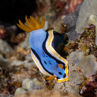 Chromodoris annae (Anna's Chromodoris)