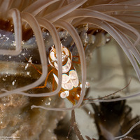 Thor amboinensis (Squat Shrimp)