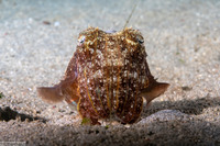 Sepia latimanus (Broadclub Cuttlefish)