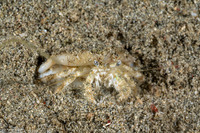 Dardanus woodmasoni (Woodmason's Hermit Crab)