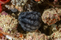 Aplidium sp.2 (Aplidium sp.2)