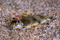 Armina semperi (Semper's Armina)