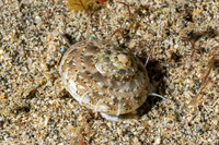 Ethalia guamensis (Guam Button Top Shell)