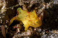 Antennatus nummifer (Spotfin Frogfish)