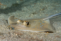 Neotrygon kuhlii (Blue-Spotted Stingray)