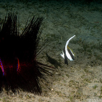 Heniochus diphreutes (Schooling Bannerfish)