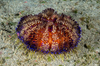 Asthenosoma varium (Variable Fire Urchin)