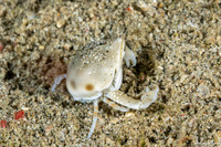 Seulocia pubescens (Olive Purse Crab)