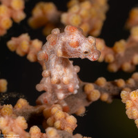 Hippocampus bargibanti (Pygmy Seahorse)