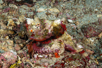Scorpaenopsis diabolus (Devil Scorpionfish)