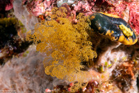 Tricellaria sp.1 (Tricellaria sp.1)