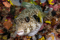 Arothron hispidus (White-Spotted Puffer)