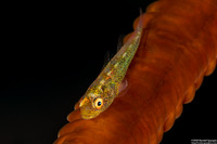 Bryaninops yongei (Wire Coral Goby)