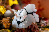 Phyllidiopsis shireenae (Shireen's Phyllidiopsis)