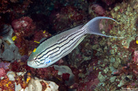 Genicanthus lamarck (Blackstriped Angelfish)