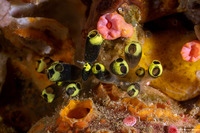 Clavelina robusta (Robust Clavelina)