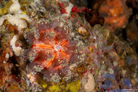 Asthenosoma varium (Variable Fire Urchin)