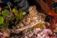 Hypselodoris tryoni (Tryon's Risbecia)