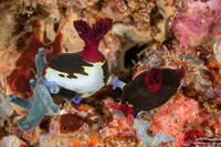 Nembrotha chamberlaini (Chamberlain's Nembrotha)