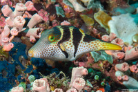 Canthigaster valentini (Black-Saddled Toby)