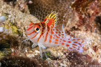 Cirrhitichthys falco (Dwarf Hawkfish)