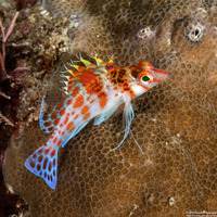 Cirrhitichthys falco (Dwarf Hawkfish)
