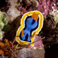 Chromodoris annae (Anna's Chromodoris)
