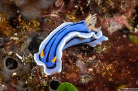 Chromodoris lochi (Loch's Chromodoris)