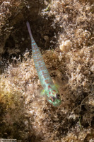 Eviota guttata (Whitestriped Dwarfgoby)