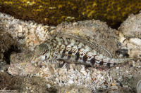 Parapercis cylindrica (Sharpnose Sandperch)