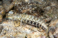 Parapercis cylindrica (Sharpnose Sandperch)