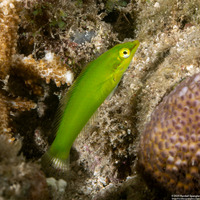Halichoeres chloropterus (Pastel-Green Wrasse)